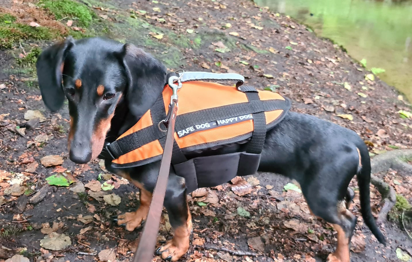 Hundeschwimmhilfe Gr.M 8-15kg orange